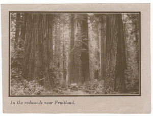 In the redwoods near Fruitland